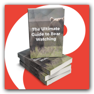 The Ultimate Guide to Bear Watching PLR Ebook - Featured Image